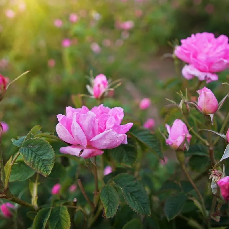Rosa damascena in polvere I Semplici, 100 g - Phitofilos