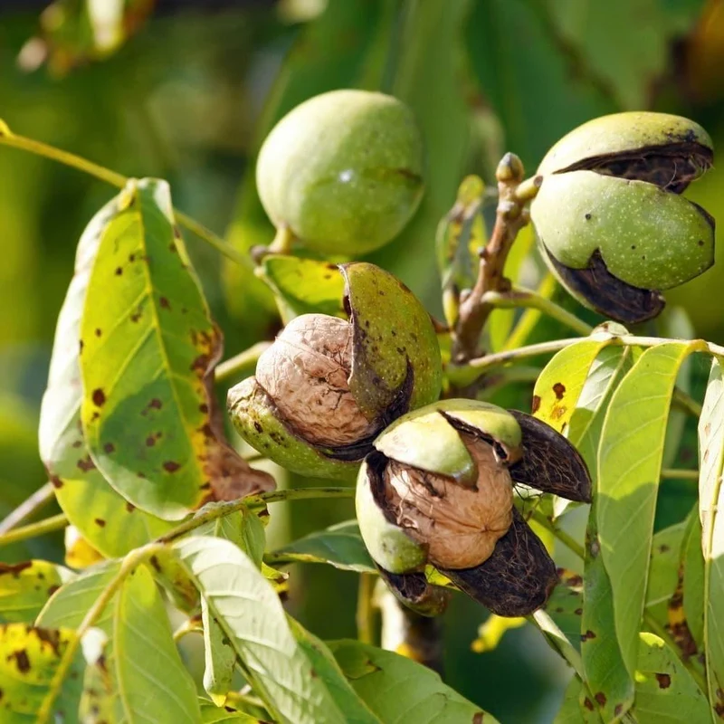 Gelatina per capelli riflesso castano con Mallo e Indigofera, 150 ml - Phitofilos